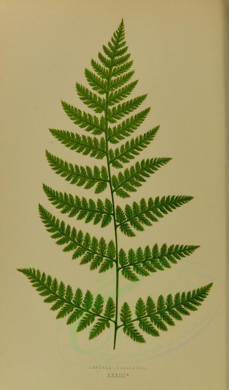 fern